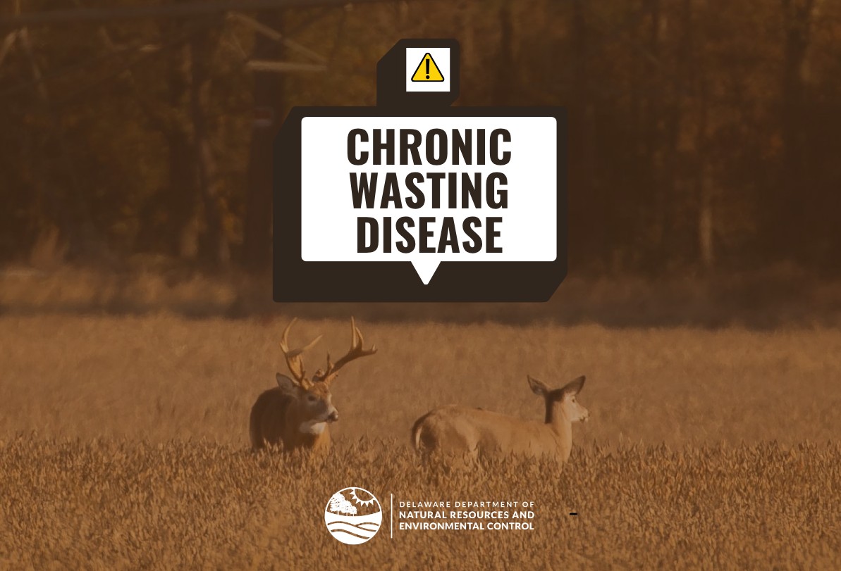 An alert graphic showing two white-tailed deer in a field beneath a warning icon and the words “Chronic Wasting Disease,” with the Delaware Department of Natural Resources and Environmental Control logo at the bottom.