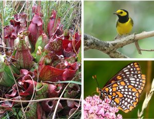 Three Delaware species ranked as Tier 1 Species of Greatest of Conservation Need in the 2025 Delaware Wildlife Action Plan for their continuing existence in Delaware. Clockwise from left: Purple Pitcher Plant (sarracenia purpurea), Hooded Warbler and Baltimore Checkerspot butterfly. /Delaware DNREC and US Fish and Wildlife Service photos