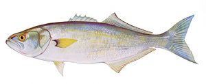 A graphic of a bluefish, a gamefish species often caught during the summer in Delaware