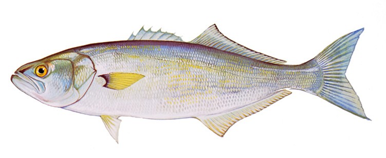 A graphic of a bluefish, a gamefish species often caught during the summer in Delaware