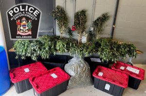 Seized Marijuana Plants Townsend