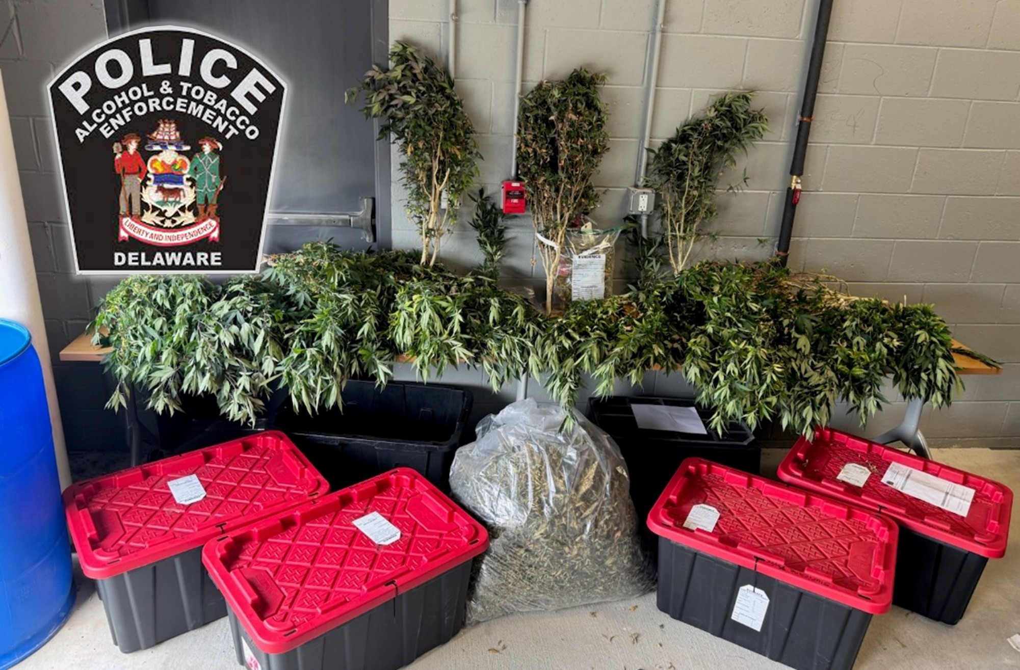 Seized Marijuana Plants Townsend