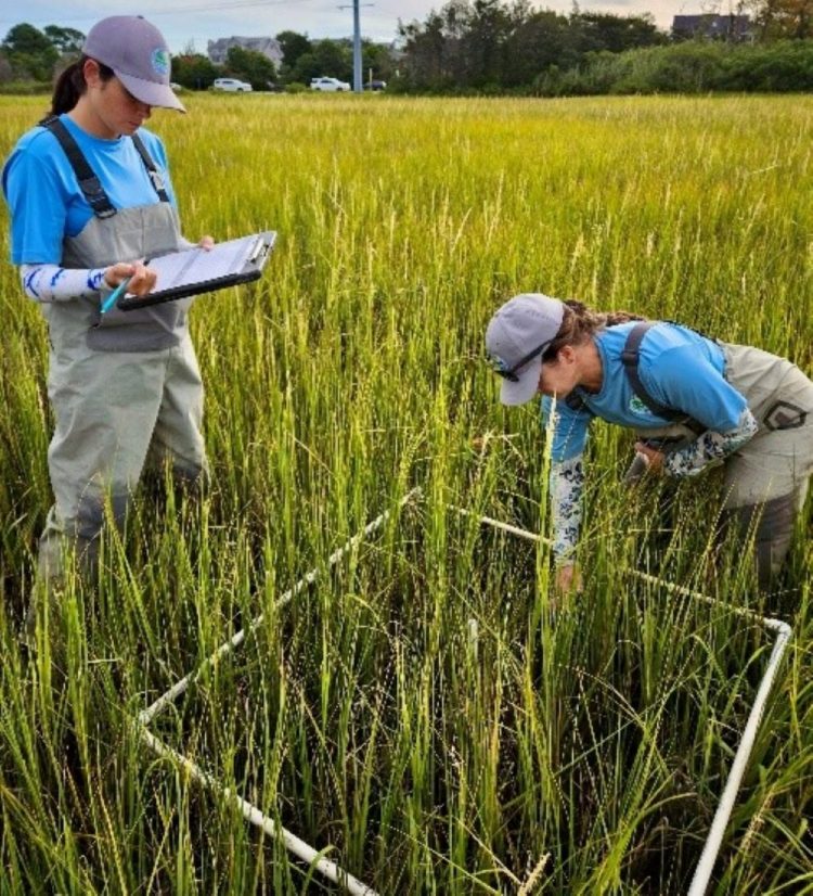Environmental scientists from the DNREC Wetland Monitoring and Assessment Program collect data afield. DNREC has just issued the 2026-2030 Delaware Wetland Program Plan as a guide covering wetland future within the First State. /Delaware DNREC photo