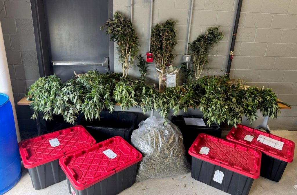 Marijuana and plants seized in Townsend