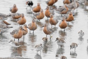 Shorebirds of different species gather on Delaware Bay beaches during spring migration stopover