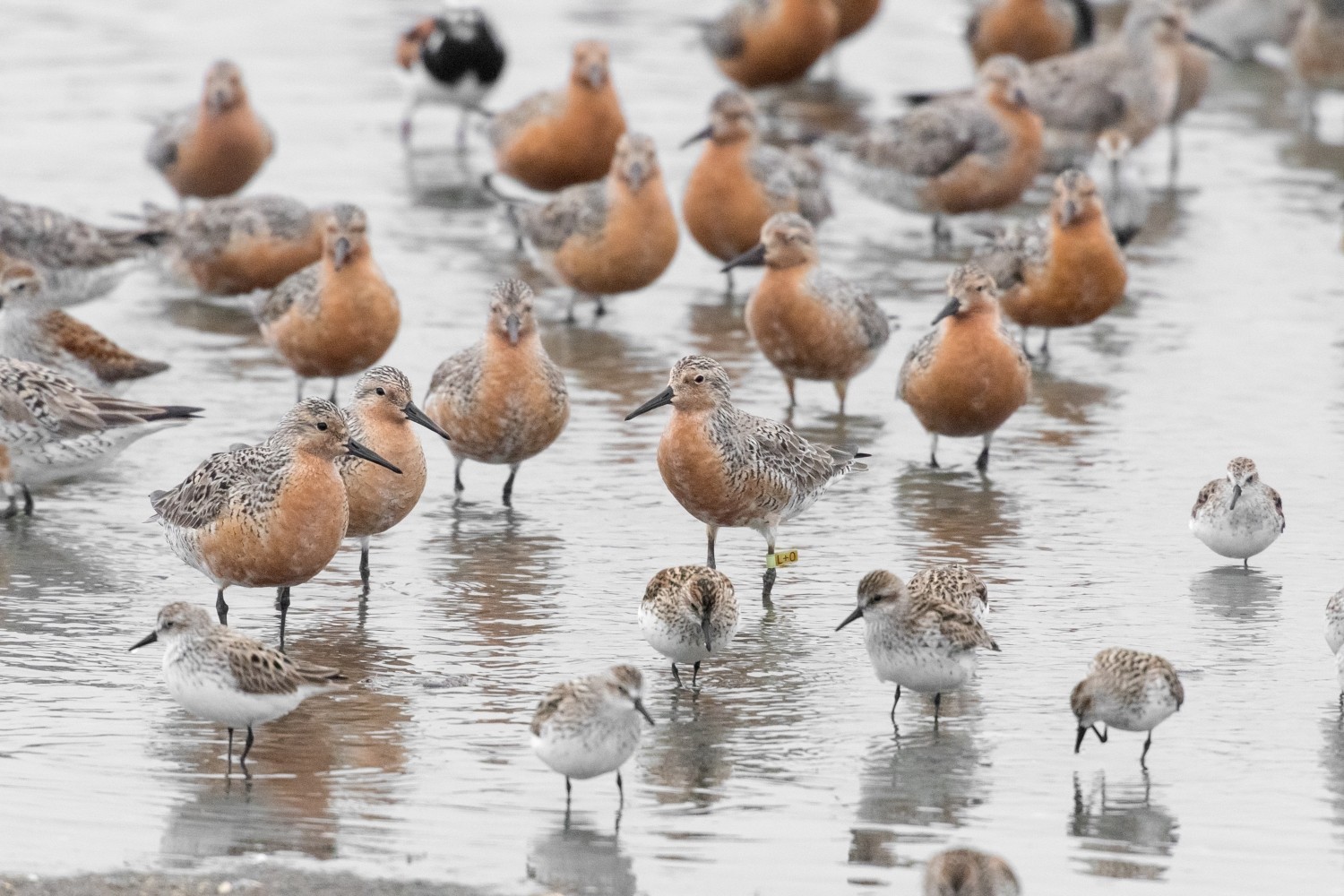 Shorebirds of different species gather on Delaware Bay beaches during spring migration stopover