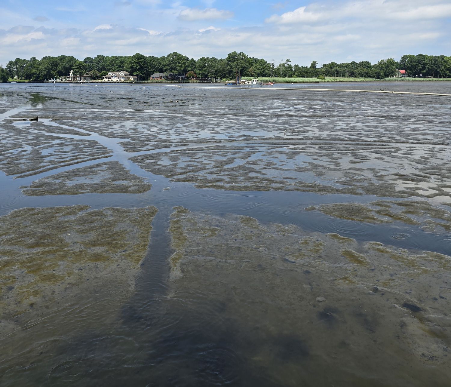 A photo of average low tide on the Indian River near Millsboro, with water barely a few inches deep apart from the navigation channel