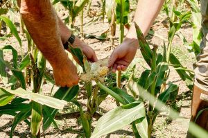 Two people examine an ear of partially stripped corn in a field, revealing sparse, undeveloped kernels consistent with deer damage.