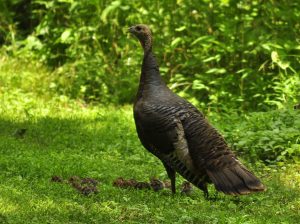 A wild turkey hen with her young, called poults.