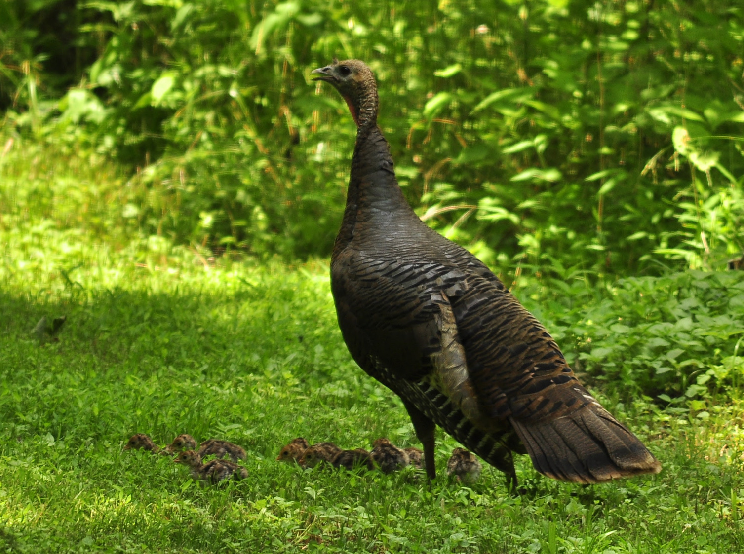 DNREC Asks Public to Report Sightings of Wild Turkeys During Annual Survey