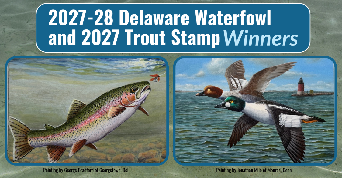 Graphic with the two winning paintings, the left of a rainbow trout by George Bradford of Georgetown, Del. and the right of two golden ducks by Jonathan Milo of Monroe, Conn. The text on the image reads, "2027-28 Delaware Waterfowl and 2027 Trout Stamp Winners"