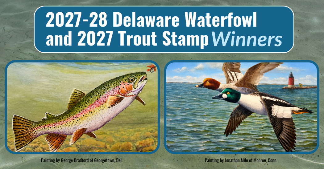 Graphic with the two winning paintings, the left of a rainbow trout by George Bradford of Georgetown, Del. and the right of two golden ducks by Jonathan Milo of Monroe, Conn. The text on the image reads, "2027-28 Delaware Waterfowl and 2027 Trout Stamp Winners"