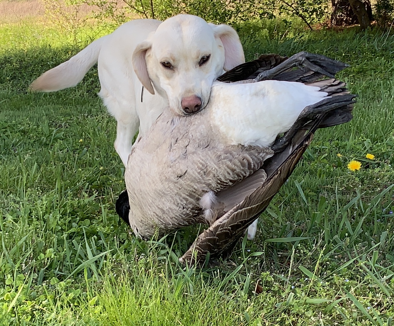 A retriever brings in a big bird during the early resident Canada goose hunting season