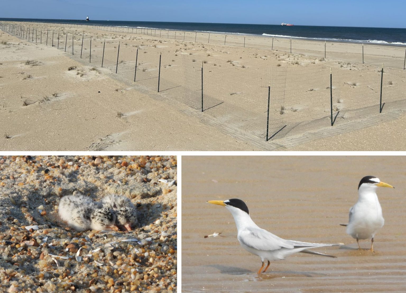 State endangered Least tern were protected by fence exclosures, resulting in 150 nests on The Point at Cape Henlopen State Parks.