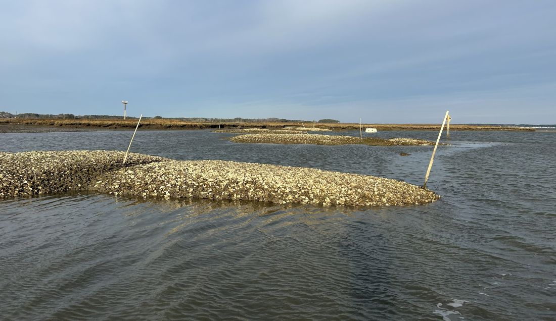 The Pasture Point oyster reef at the James Farm Ecological Preserve in Ocean View. The project received a Community Water Quality Improvement Grant for the Center for the Inland Bays /Delaware DNREC photo